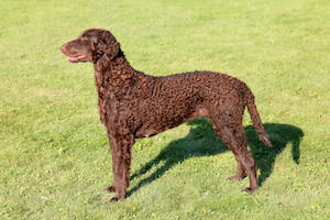 Curly Coated Retriever